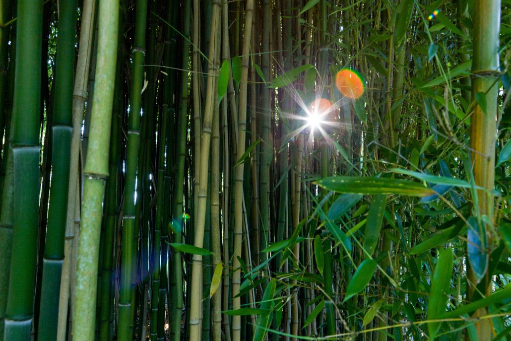 Bamboo | Asheville, NC