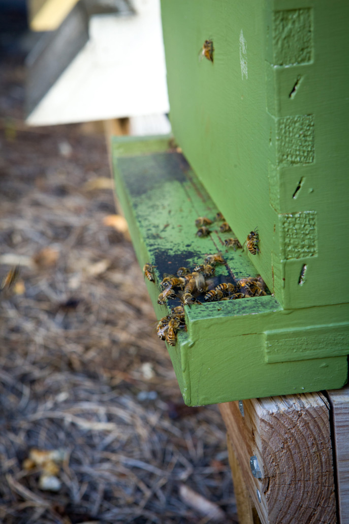 Bee Hive | Asheville, NC