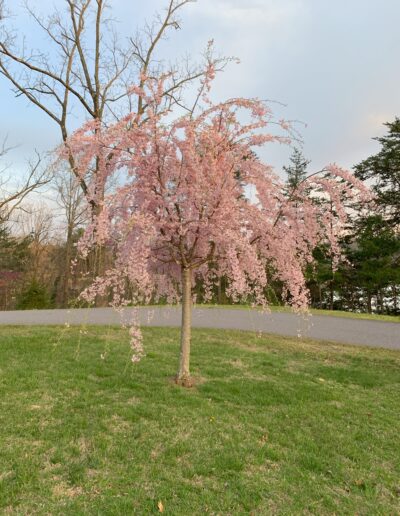 A weeping cherry tree in full pink bloom on a grassy verge beside a road at dusk.